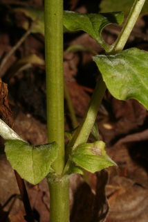 Valeriana pauciflora, stem - showing leaf bases