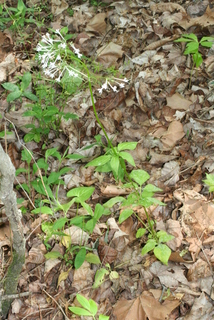 Valeriana pauciflora, whole plant - in flower - general view
