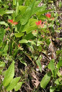 Castilleja coccinea, whole plant - in flower - general view