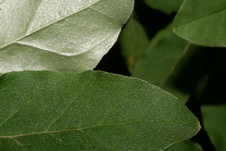 Elaeagnus angustifolia, leaf - margin of upper + lower surface