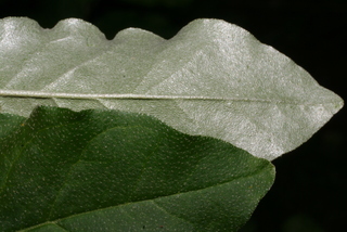Elaeagnus angustifolia, leaf - margin of upper + lower surface