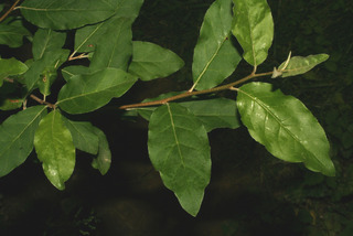 Elaeagnus angustifolia, leaf - showing orientation on twig