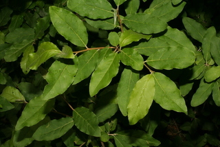 Elaeagnus angustifolia, leaf - showing orientation on twig