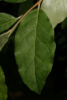 Elaeagnus angustifolia, leaf - whole upper surface