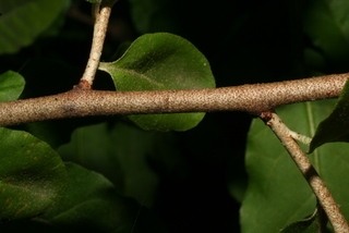 Elaeagnus angustifolia, twig - orientation of petioles