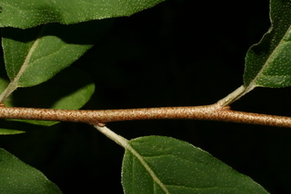 Elaeagnus angustifolia, twig - orientation of petioles