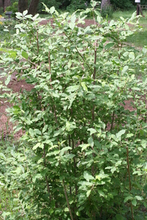 Elaeagnus angustifolia, whole tree or vine - general