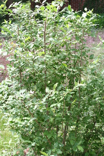 Elaeagnus angustifolia, whole tree or vine - general