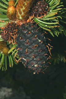 Pinus aristata, cone - female - closed