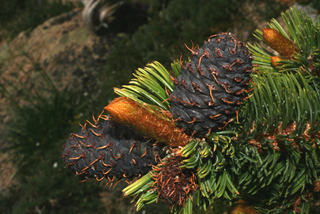 Pinus aristata, cone - female - closed