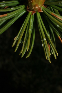 Pinus aristata, leaf - entire needle
