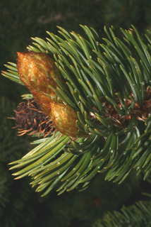Pinus aristata, twig - after fallen needles