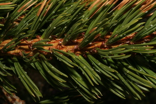 Pinus aristata, twig - showing attachment of needles