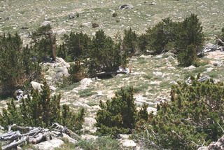 Pinus aristata, whole tree - general