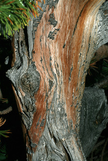 Pinus aristata, bark - of a large tree