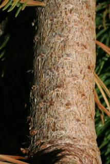 Pinus aristata, bark - of a medium tree or large branch