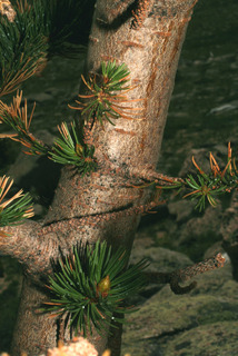 Pinus aristata, bark - of a small tree or small branch