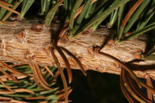 Pinus aristata, twig - showing attachment of needles