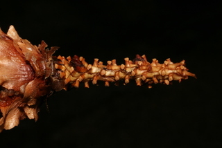 Picea pungens, twig - after fallen needles