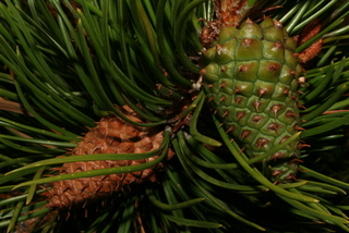 Pinus contorta, cone - female - closed