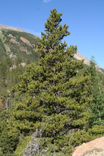 Pinus contorta, whole tree - general