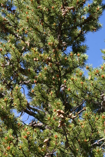 Pinus contorta, whole tree - view up trunk