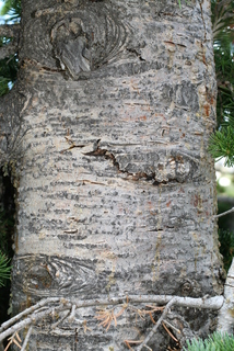Abies lasiocarpa, bark - of a large tree