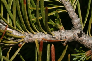 Abies lasiocarpa, twig - after fallen needles
