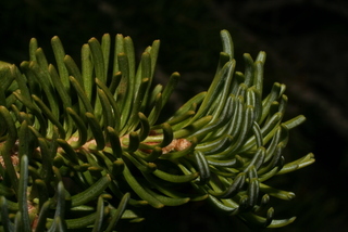 Abies lasiocarpa, twig - showing attachment of needles