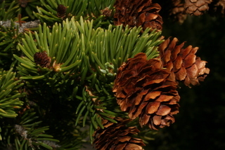 Picea engelmannii, cone - female - mature open