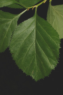 Crataegus harbisonii, leaf - whole upper surface