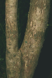 Crataegus harbisonii, bark - of a medium tree or large branch