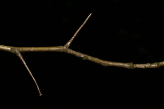 Crataegus harbisonii, twig - unspecified