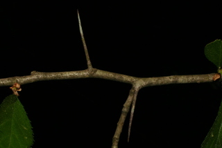 Crataegus harbisonii, twig - unspecified