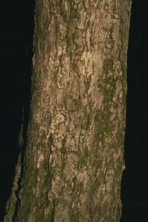 Crataegus mollis, bark - of a large tree