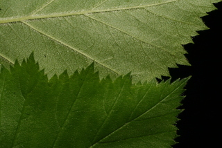 Crataegus mollis, leaf - margin of upper + lower surface