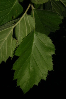 Crataegus mollis, leaf - whole upper surface