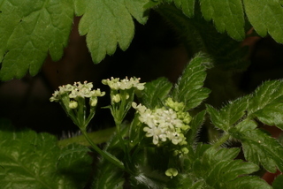 Osmorhiza claytonii, inflorescence - lateral view of flower