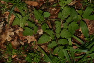 Osmorhiza claytonii, leaf - basal or on lower stem