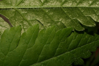 Osmorhiza claytonii, leaf - margin of upper + lower surface