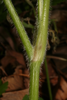 Osmorhiza claytonii, stem - showing leaf bases