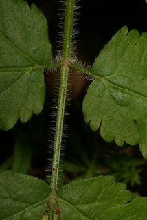 Osmorhiza claytonii, leaf - unspecified