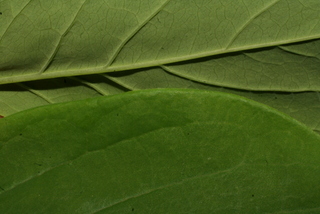 Dirca palustris, leaf - margin of upper + lower surface