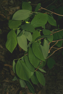 Dirca palustris, leaf - showing orientation on twig