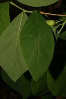 Dirca palustris, leaf - whole upper surface