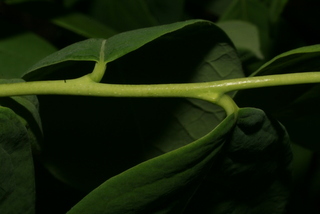 Dirca palustris, twig - orientation of petioles