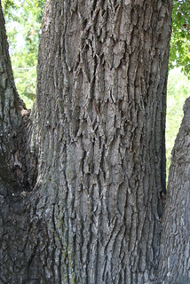Quercus lobata, bark - of a large tree