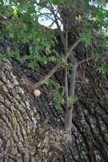 Quercus lobata, bark - of a large tree