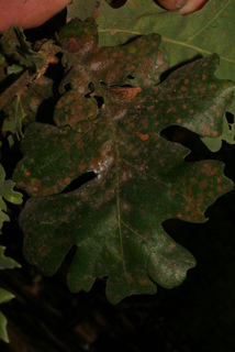 Quercus lobata, leaf - margin of upper + lower surface
