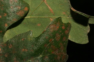 Quercus lobata, leaf - margin of upper + lower surface